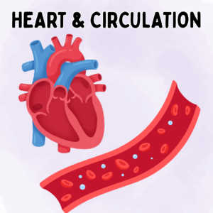 Heart & Circulation