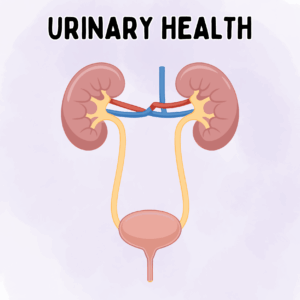 Urinary Health